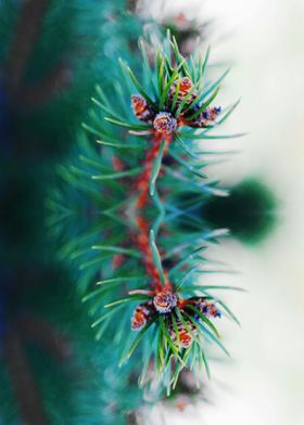 A branch of a blue spruce 