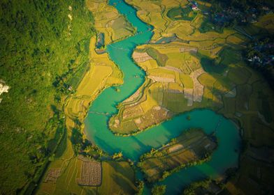 Nice ripen rice fields 