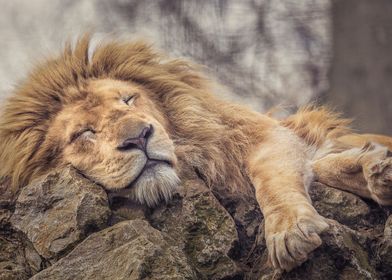 The Sleeping Lion