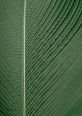 leaf of a palm
