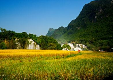 Ripen rice fields