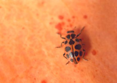 Ladybug on a pumpkin