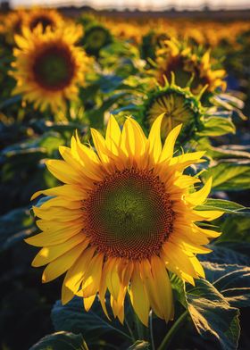 Sunflowers