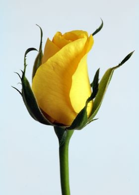 Yellow Rose