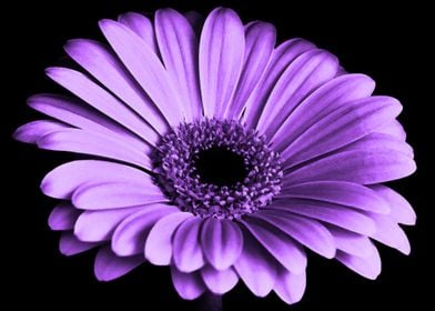Deep Purple Gerbera Flower