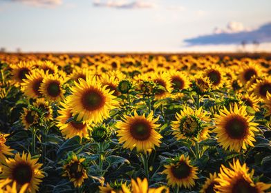 Sunflowers light