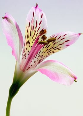 Pretty Pink Lily Flower