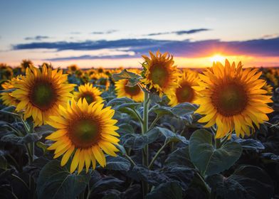 Sunflowers Sun