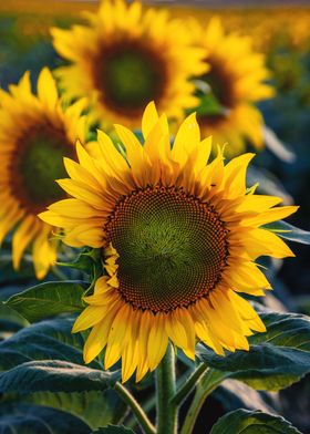 Sunflowers