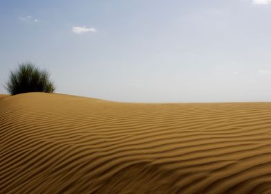 A dune in the Desert