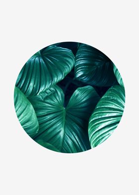 botanical polygon II