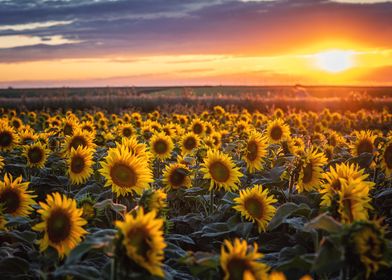 Sunflowers Sunset