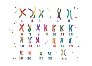 Female chromosome 