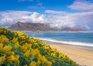 Yellow flowers on beach