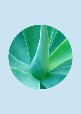 botanical polygon IX