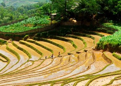 Preparing the fields