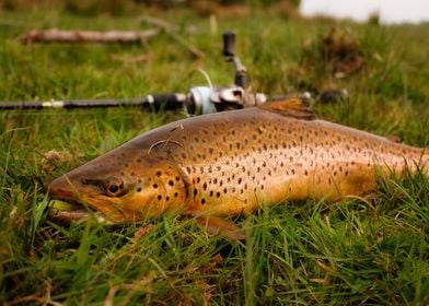 Wild lake trout