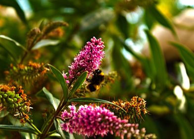 Bumblebee on Blossom