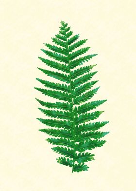 Fern