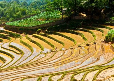 Nice rice terraces