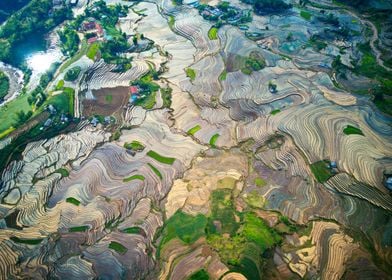 Rice terraces in Vietnam