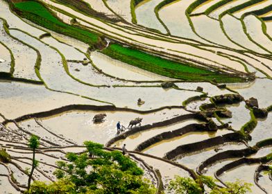 Plowing rice terraces