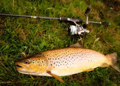 Trout fishing