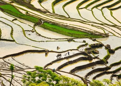 Rice terrace beauty