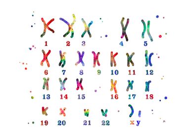 Male chromosome 