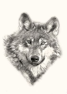 Wolf sketch portrait