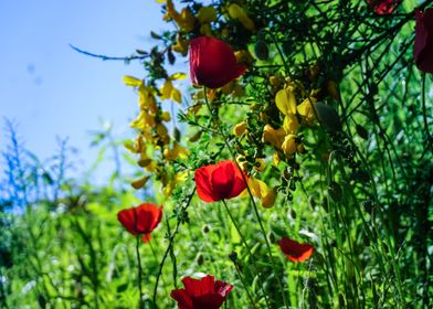 Red Poppy and Yellow Gorse