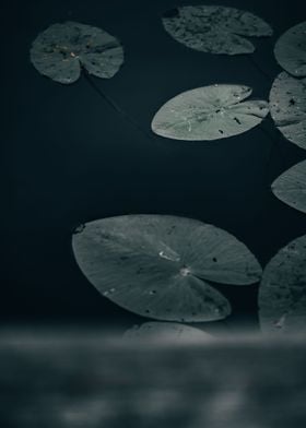 Leaves on water