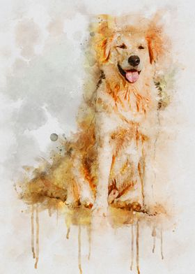 Golden Retriever Dog