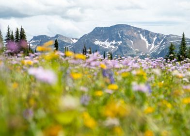 Flowers and mountains