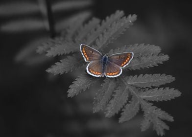 Minimalistic Butterfly