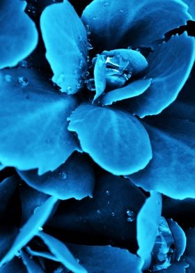 Succulent raindrops blue