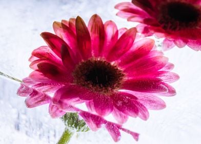 Red gerbera in ice 2