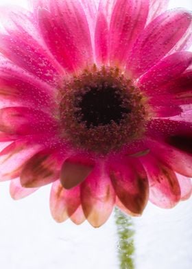 Red gerbera in ice 3