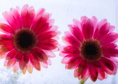 Red Gerbera in ice 1