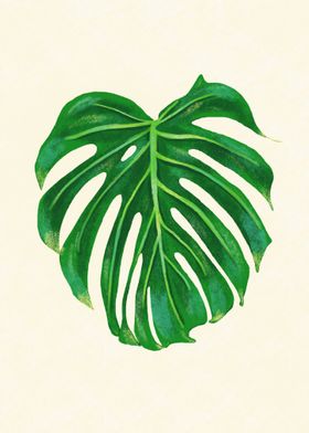 Monstera leaf