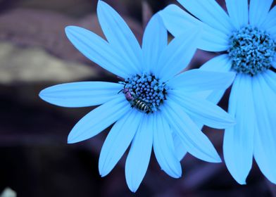 Blue Bee on Flowers