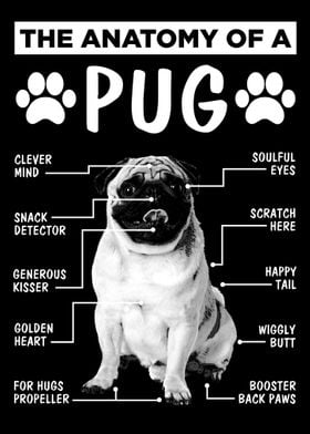 Anatomy Pug