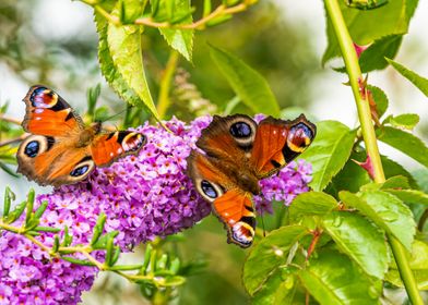 Peacock Butterflies