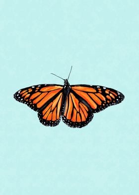 Monarch butterfly