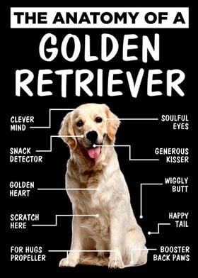 Golden Retiever