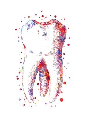Human tooth 