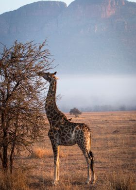 Giraffe with bird