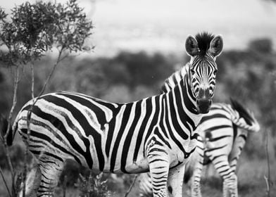 Zebra in south africa