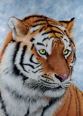 Amur Tiger Portrait  