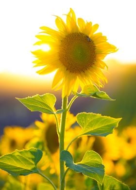 sunflowers Provence 3